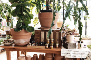 Easy To Grow Houseplants