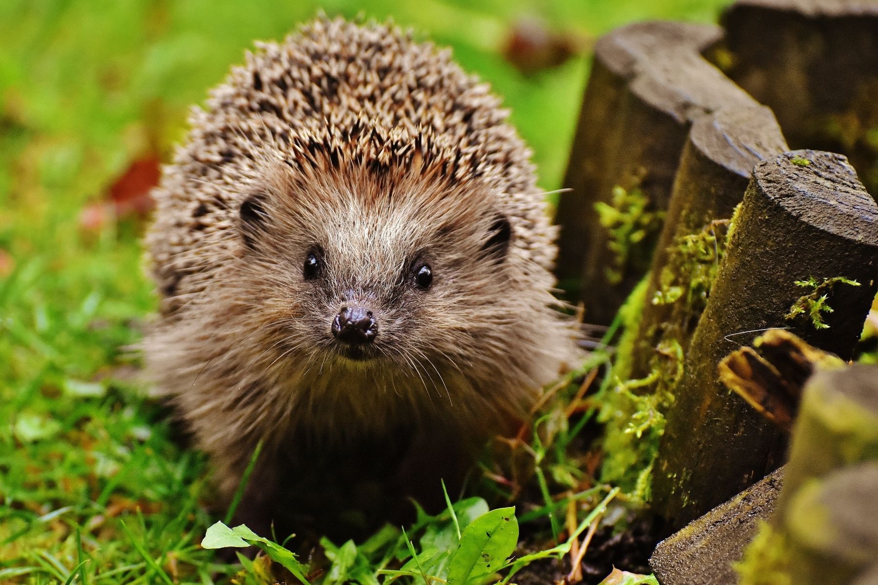 The BHPS are working closely with developers to protect hedgehogs