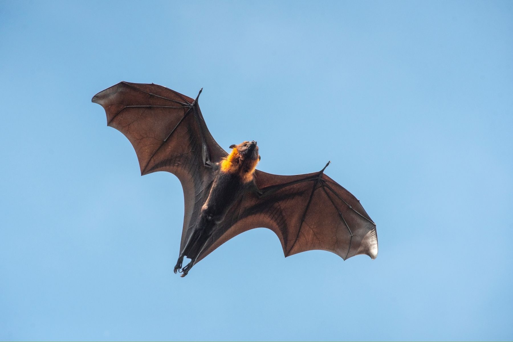 Bats are a protected under the Wildlife and Countryside Act 1981