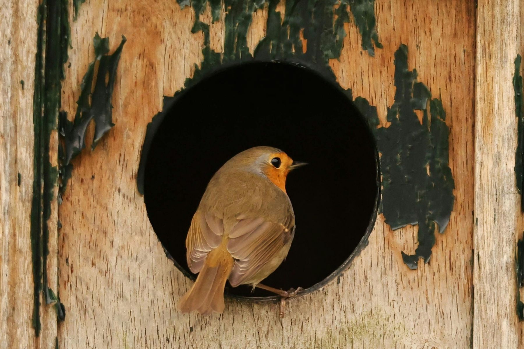 New build developers are encouraged to provide new habitats for birds