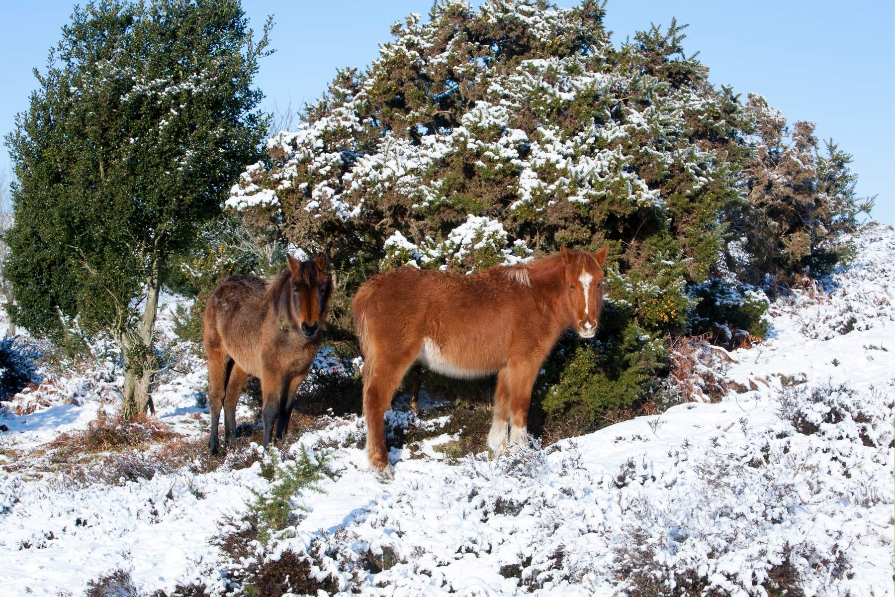 New forest ponies in the snow