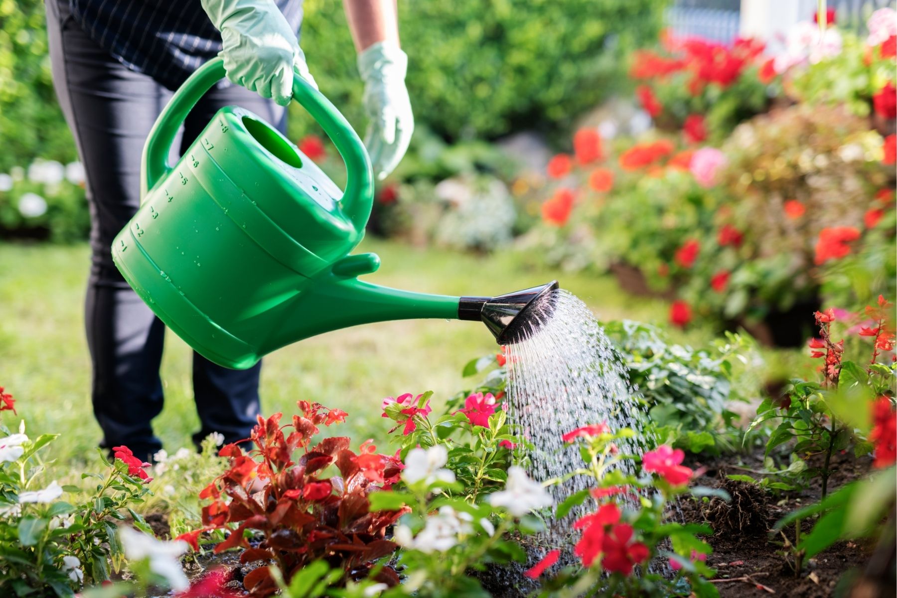 Watering garden using harvested rainwater